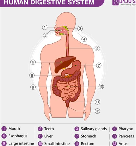 Explain The Process Of Digestion In The Alimentary Canal Of Human