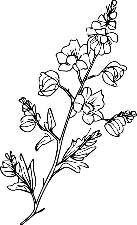 July Birth Flower Larkspur Drawing Minimalist July Birth Flower