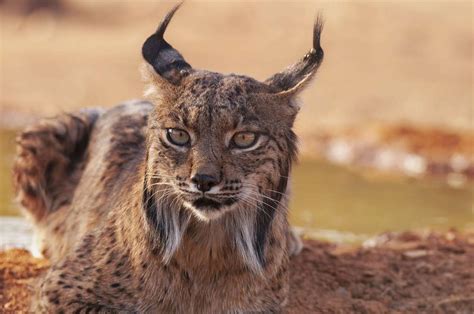 Lince Ib Rico Rompecabezas En L Nea