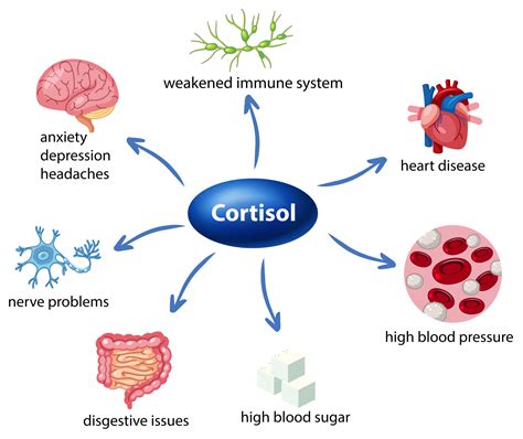 Could Cortisol Be The Reason For Your Weight Gain? | WildBerryMD