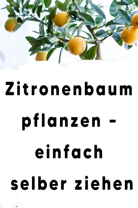 Zitronenbaum Pflanzen Einfach Selber Ziehen