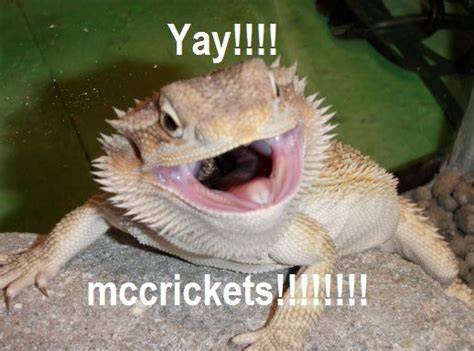 View topic - bearded dragon memes | Bearded dragon cute, Bearded dragon funny, Bearded dragon