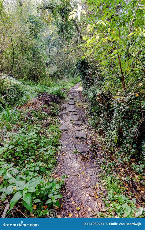 Narrow Dirt Path With Stones Between Trees And Vegetation In The Forest