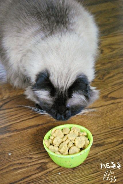 Catnip Cat Treats Recipe - Mess for Less