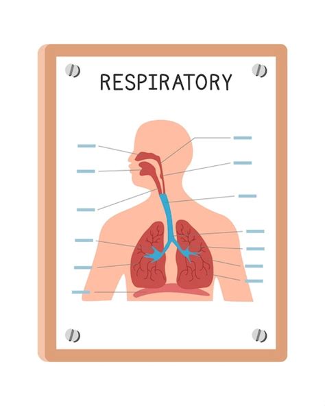 Sistema Respiratorio Humano Cartel Clipart Estilo De Dibujos Animados