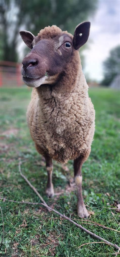 Our Residents | Harmony Hill Farm Sanctuary