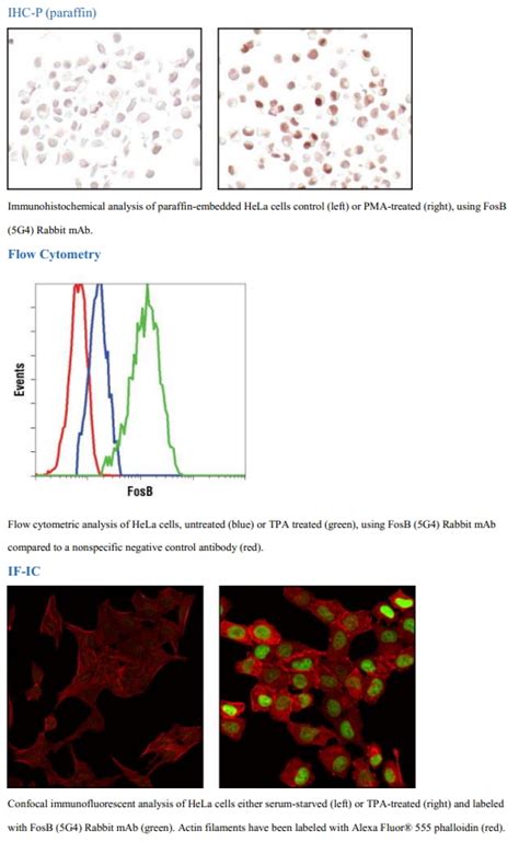 Fosb G Rabbit Mab