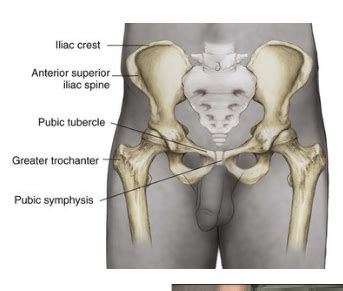 TDP Week 10 MSK Lower Extremity Unfinished Flashcards Quizlet