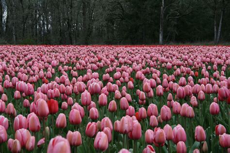 Pink Impression Tulips At Greengable Farm Tulips Farm Plants Pink