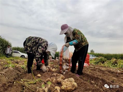 【奋斗百年路 启航新征程·同心奔小康】永丰滩镇：土豆喜丰收 村民笑开颜澎湃号·媒体澎湃新闻 The Paper