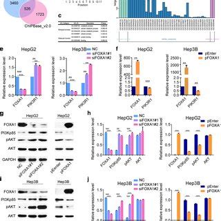 Foxa Inhibits Hcc Cell Viability And Mobility Decreased Expression Of