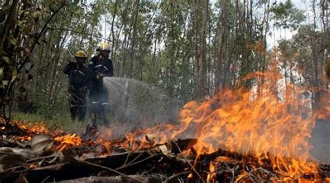 Incendios Forestales Descontrolados En Jalisco Suman Ya 22 Denuncias