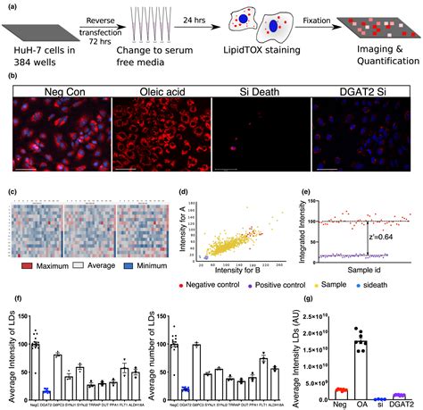 Lipid Droplet Screen In Human Hepatocytes Identifies TRRAP As A