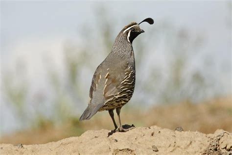 California Quail Facts Pictures Uses Origins And Characteristics