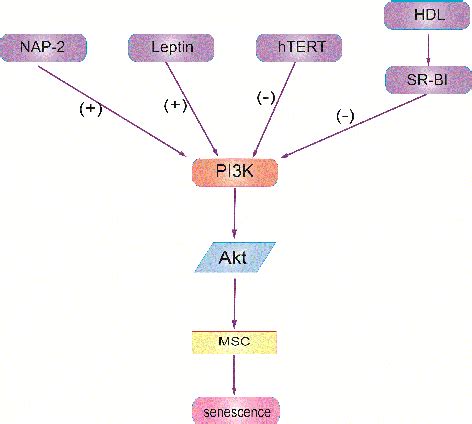 Figure 5 From The PI3K Akt Signalling Pathway Plays Essential Roles In