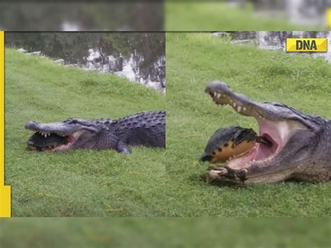 Hungry Alligator Tries To Eat Turtle Video Shows What Happened Next