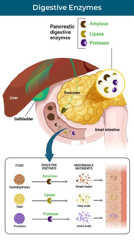 Digestive Enzymes Chewable | | SeekingHealth