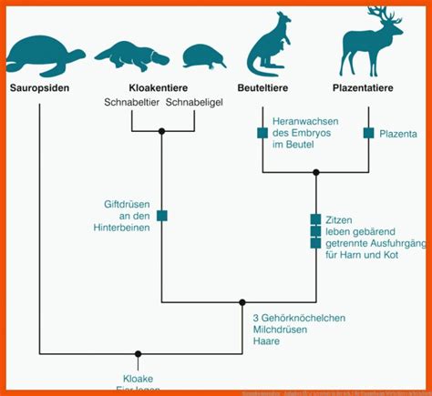 Stammbaum Wirbeltiere Arbeitsblatt Biologie Arbeitsblätter