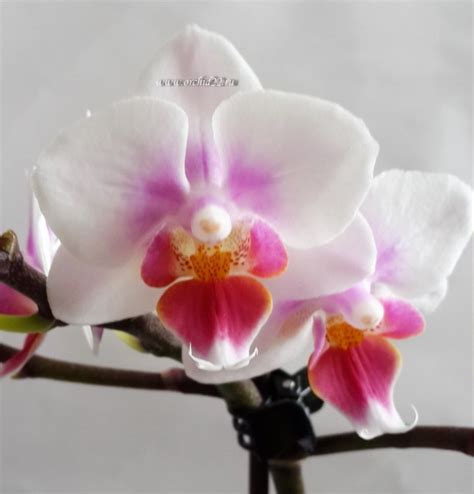 Орхидея Phalaenopsis Multiflora отцвёл