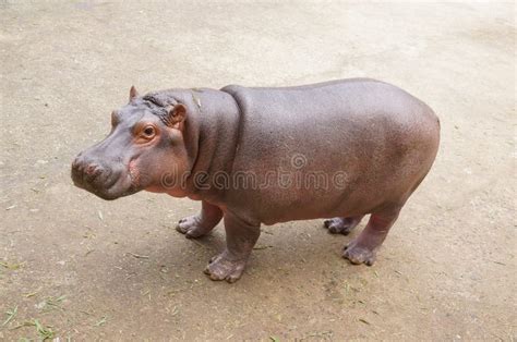 Baby hippopotamus stock image. Image of dangerous, mouth - 111981459