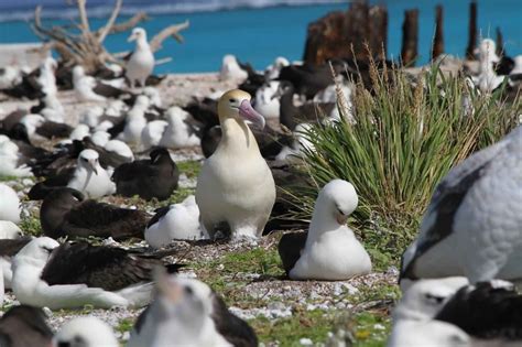 Kostenlose Bild Vogel Kurz Angebunden Albatros K Ken Nest Boden