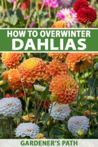 How To Overwinter Dahlias Gardeners Path