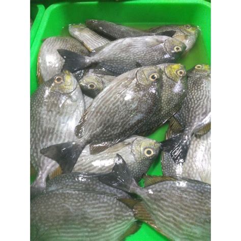 Jual Ikan Baronang Shopee Indonesia