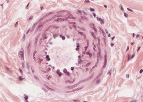 The Cardiovascular System – Meyers Histology