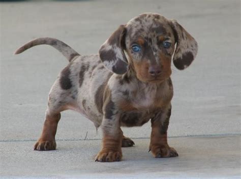 Omg I Need This Puppy Dog Crossbreeds Dapple Dachshund Dapple