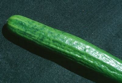 Interaction of temperature and cucumber mosaic virus | ontario.ca