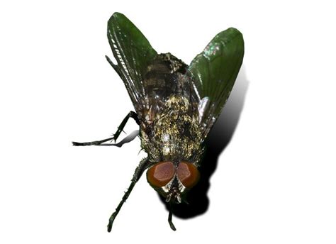 What Are Cluster Flies Are They Harmful And How To Identify Them