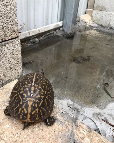 Land Turtle Pet For Sale Ph