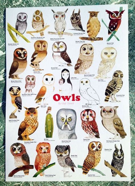 Owl Pictures Owl Posters