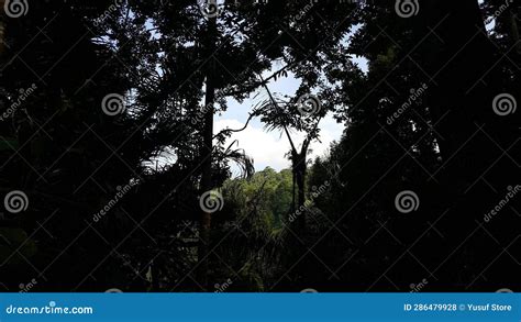 Beautiful Scenic Background in Forest Stock Photo - Image of blue ...