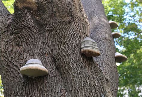 Hoof Tinder Bracket Fungus On Tree Stock Photo Image Of Trunk