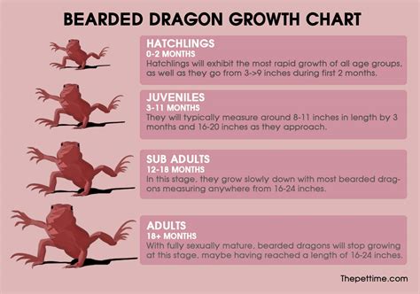 Printable Bearded Dragon Food Chart A Comprehensive Guide For Healthy