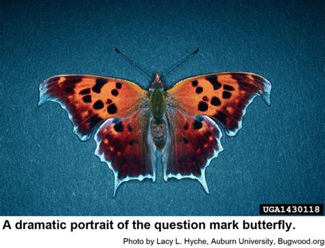 Question Mark Butterfly | NC State Extension Publications