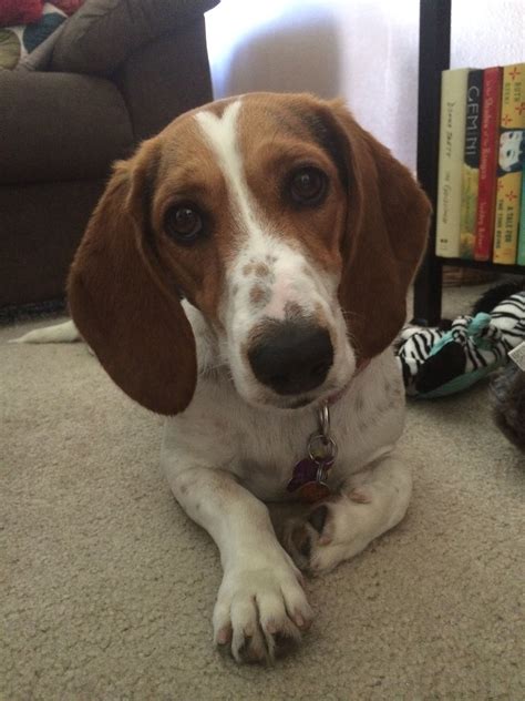 My Dogs Lucy The Adorable Beaglebasset Hound Mix