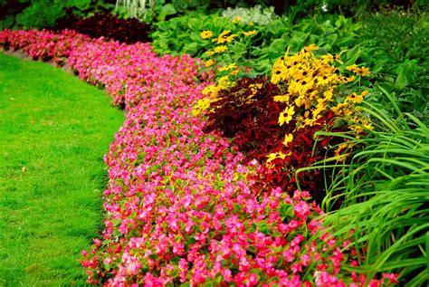 Southern Gardening: Top 10 Flowering Plants That Love the Heat » The ...