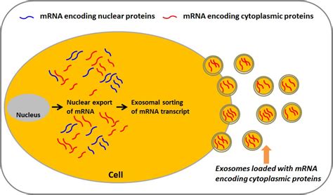 Exosomes Are Predominantly Loaded With Mrna Transcript Encoding