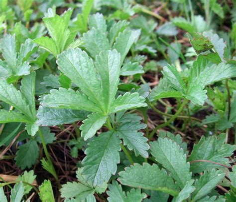 Creeping Cinquefoil ~ Identify Lawn Weeds