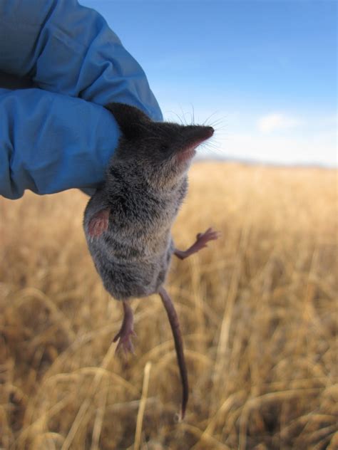 Bishop or Bust!: Small Mammal Trapping at Fish Slough