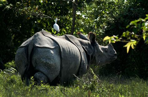 Kaziranga National Park India | Traveling Tour Guide