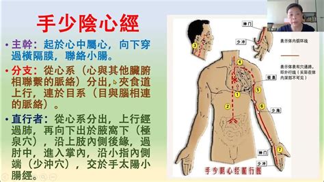 十二經絡循環路線~之手少陰心經與手太陽小腸經 Youtube