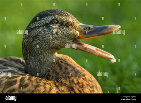 Mallard Duck Beak Open Hi Res Stock Photography And Images Alamy