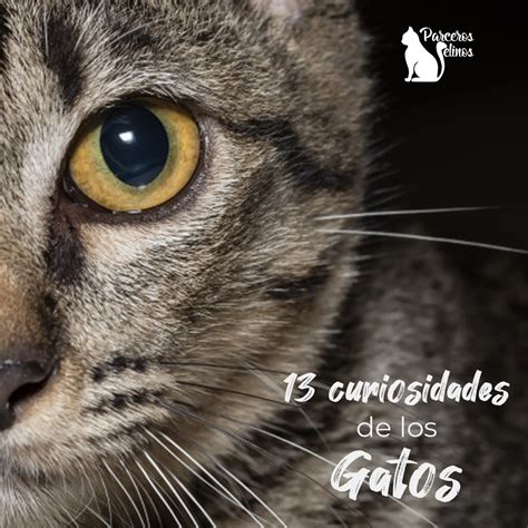 Conoce Estos 13 Datos Curiosos De Gatos Parceros Felinos