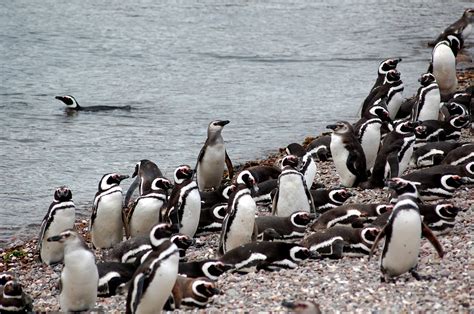 Un Paseo Entre Pingüinos En Punta Tombo Patagonia Argentina