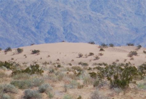 sand dunes   southwest yuma desert az