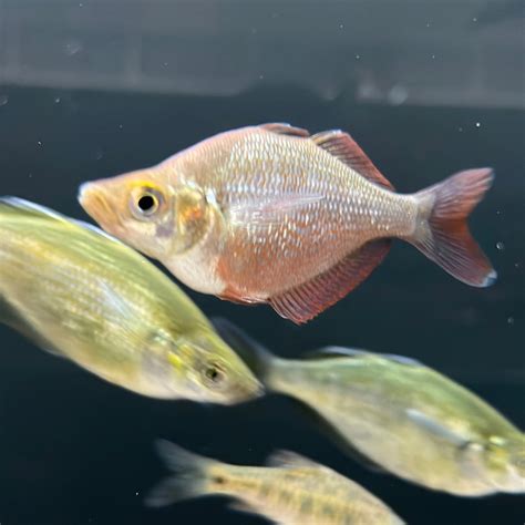 New Guinea Red Rainbow Glossolepis Incisus Pair The Waterfront Slc