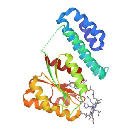 Rcsb Pdb 4jgi 15 Angstrom Crystal Structure Of A Novel Cobalamin